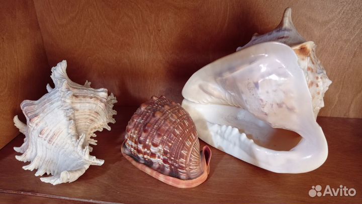 Коллекция морских Ракушек