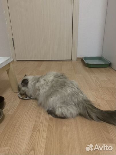 Вислоухая кошечка