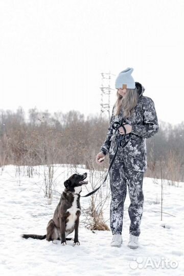 Небольшая молоденькая собачка Руна