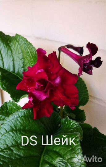 Стрептокарпус ч4