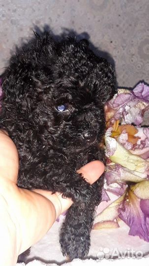 Щеночки той-пуделя