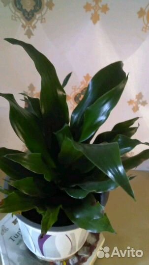 Драцена фрагранс