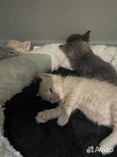 Котята в добрые руки