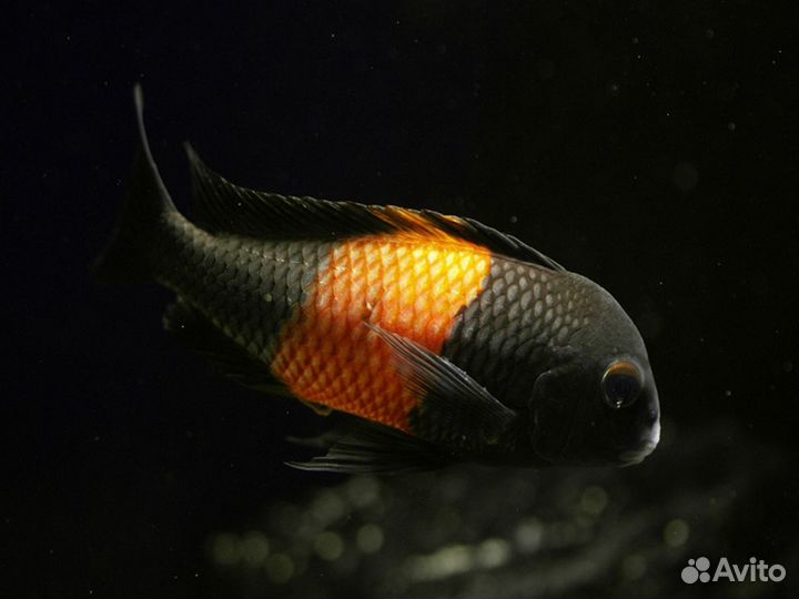 Цихлида Трофеус Бемба (Tropheus moorii bemba)