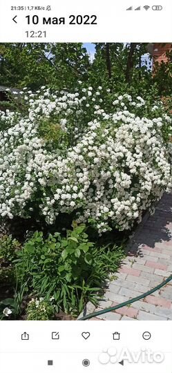 Спирея вангутта