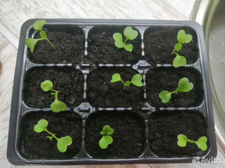 Рассада Капусты брокколи, цветная