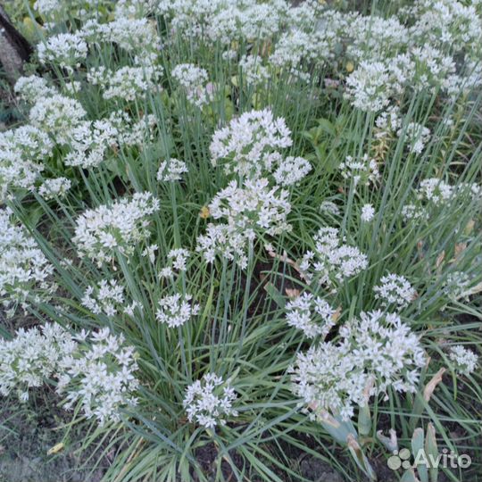 Лук джусай и фалярис тростниковый