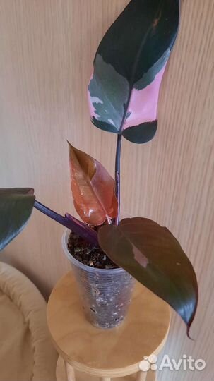 Филодендрон пинк принцесс марбл Кинг