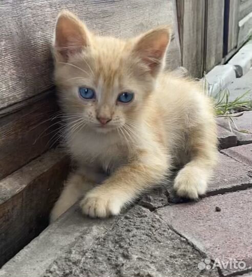 Рыжий котенок в добрые руки