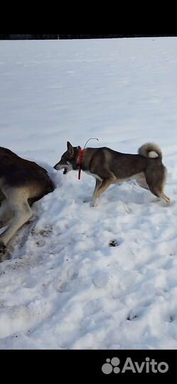 Вязка зсл, кобель