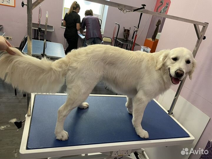 Грумер собак и кошек