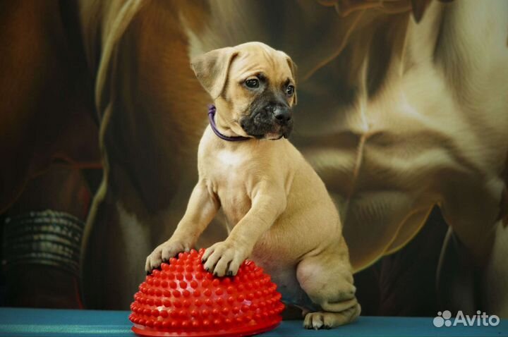 Щенки американского пит-бультерьера