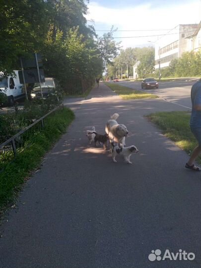 В хорошие руки