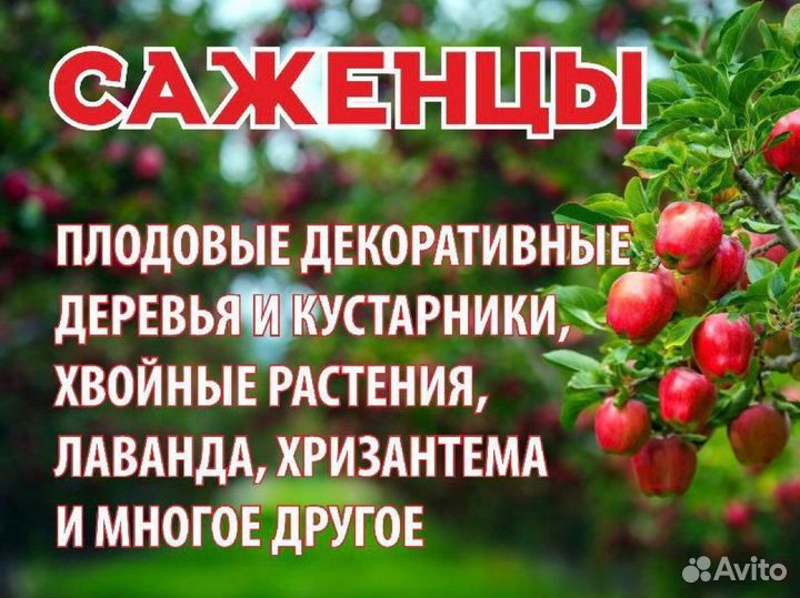 Саженцы плодовых деревьев и кустарников