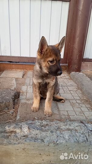 Щенок немецкой овчарки