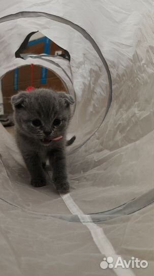 Шотландская вислоухая