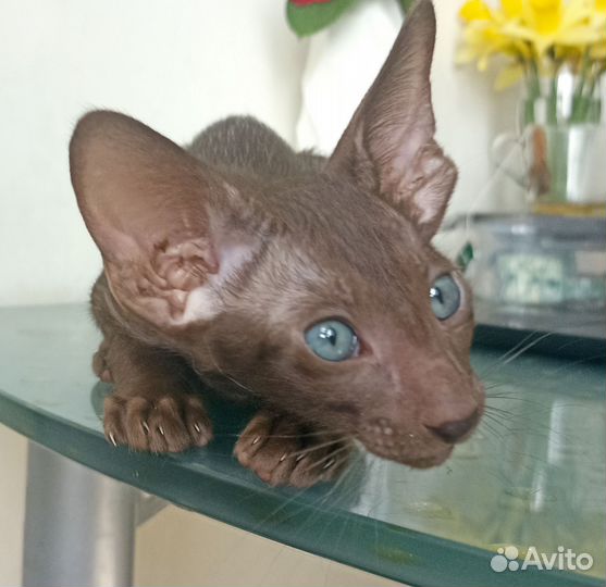 Ориентальные котята экстрим