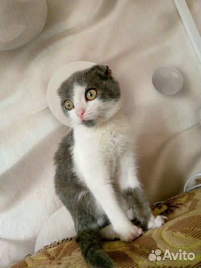Шотландская вислоухая серо- белый кот