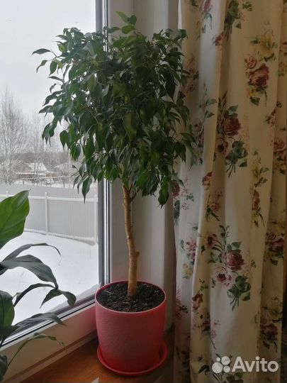 Фикус Кинки карликовый