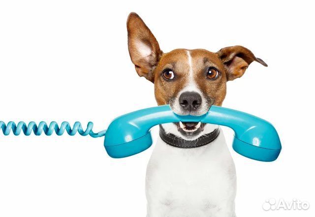 Центр льготной стерилизации домашних животных