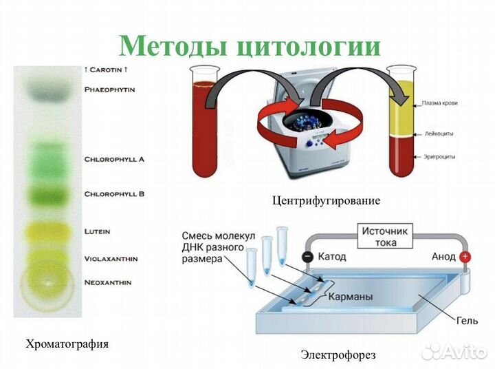 Репетитор по биологии