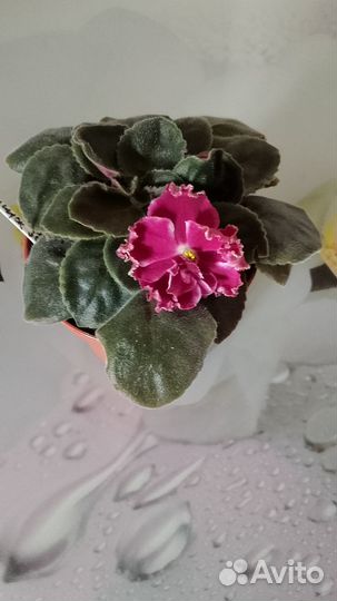 Фиалки сортовые цветущие