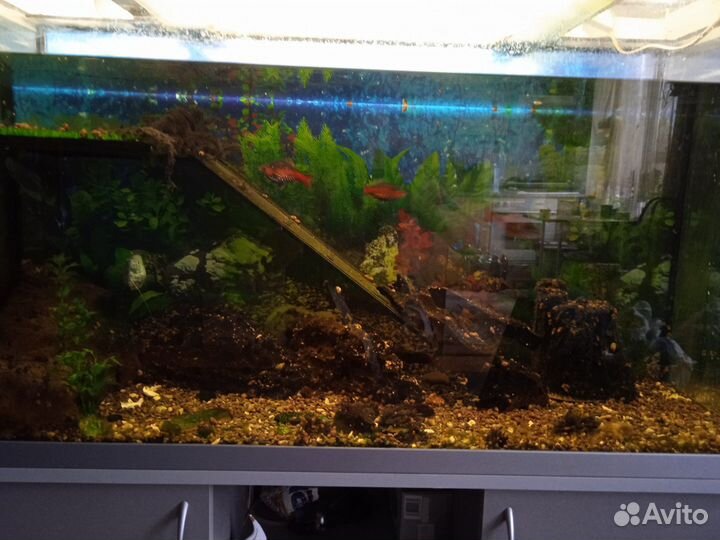 Аквариум с рыбками