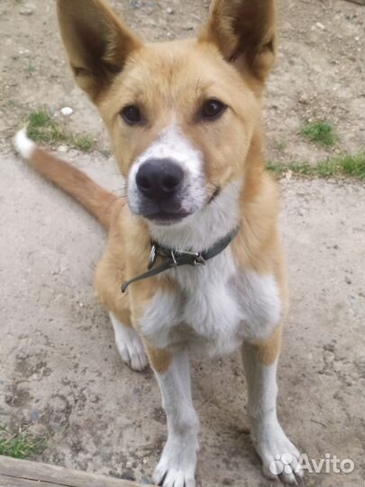 Собака в добрые руки