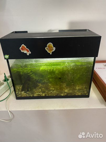 Аквариум с рыбкой