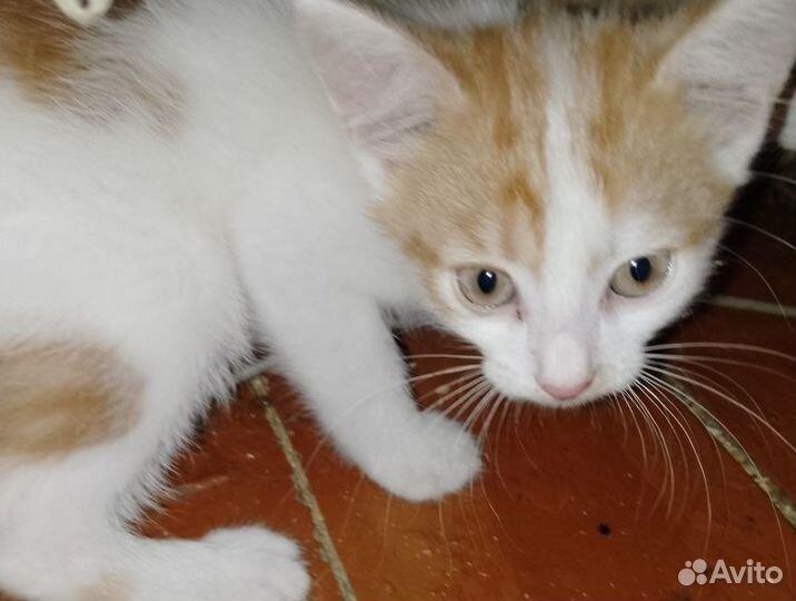 Котята-мальчики