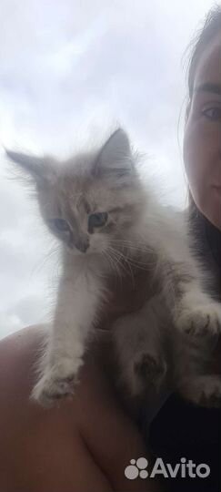 Красивые котята