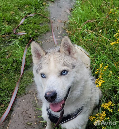 Красавец Скай ищет дом