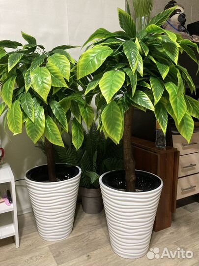 Манго с желтым кантом