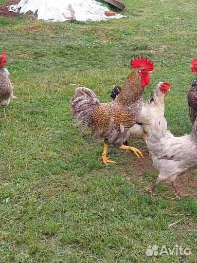Петух Деревенский