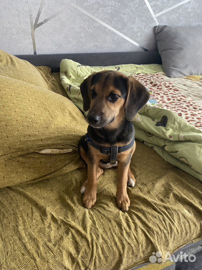 Отдам в добрые руки