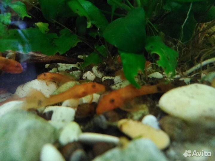 Анциструс Супер Ред (мальки)