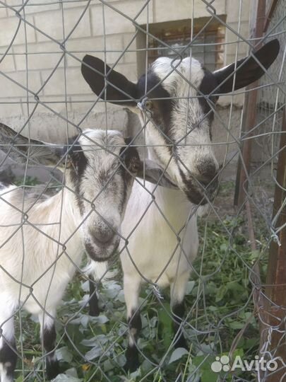 Козье молоко