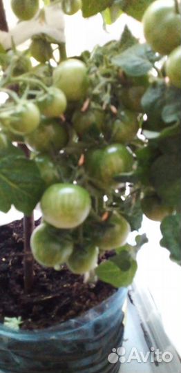 Помидоры черри Красная шапочка