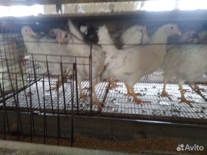 Несушки Хайсекс Браун, Коралл