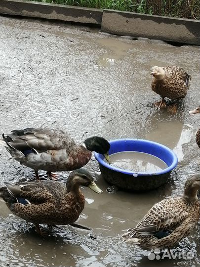 Молодняк птицы