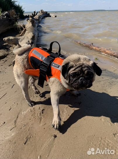 Плавательный Жилет для собак размер S