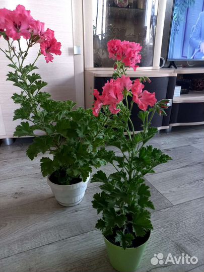 Королевская пеларгония