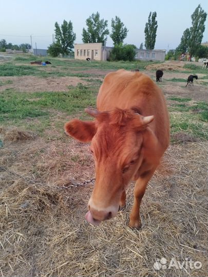 Телочка и свин