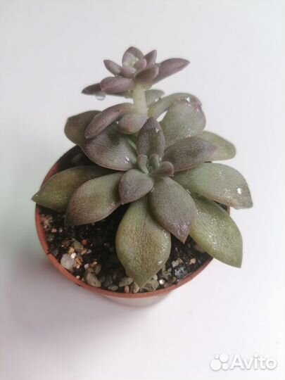 Эчеверия карниколор (carnicolor) суккуленты
