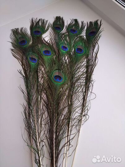 Перья павлина. Цена за все