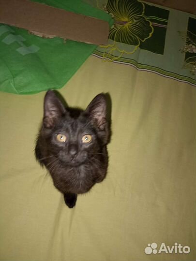 Котëнок чëрный