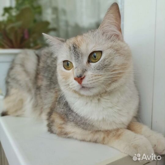 Кошечка в добрые руки