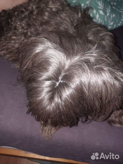 Вязка собак йорк