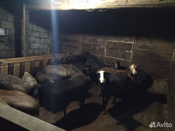 Продается молодые бараны и ярки смесь курдючный