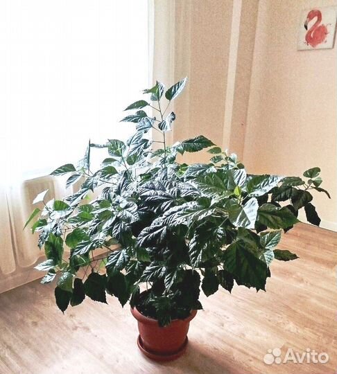 Гибискус (китайская роза) красная махровая